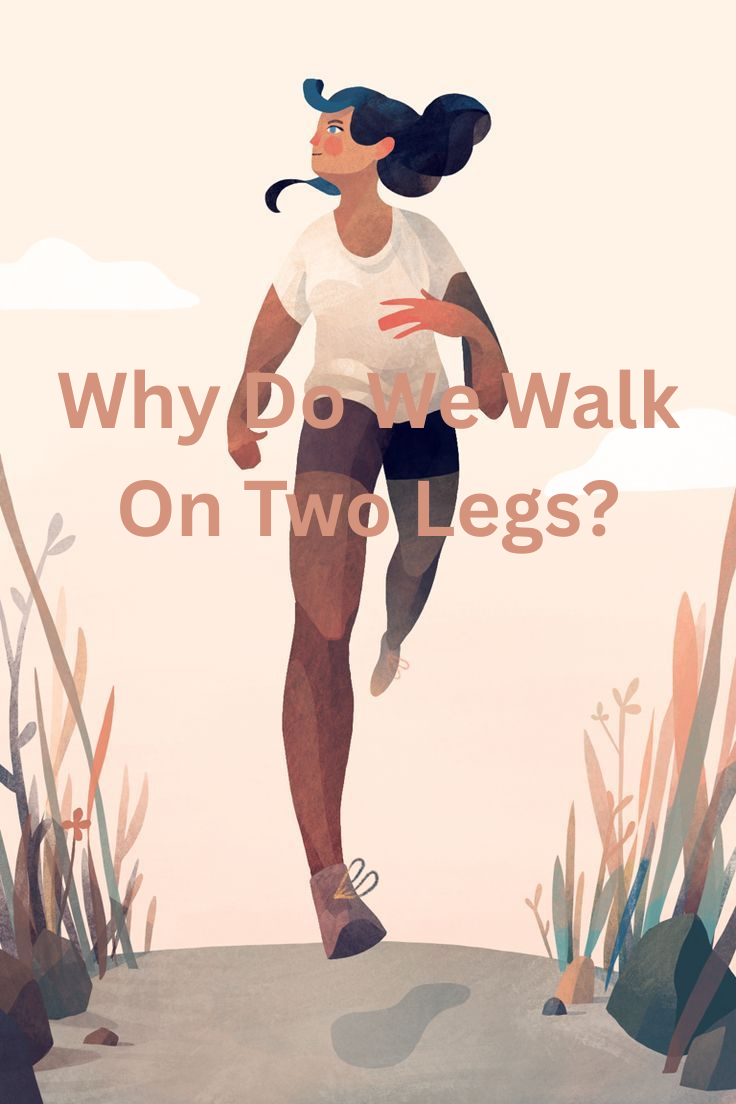 Why Do We Walk on Two Legs?