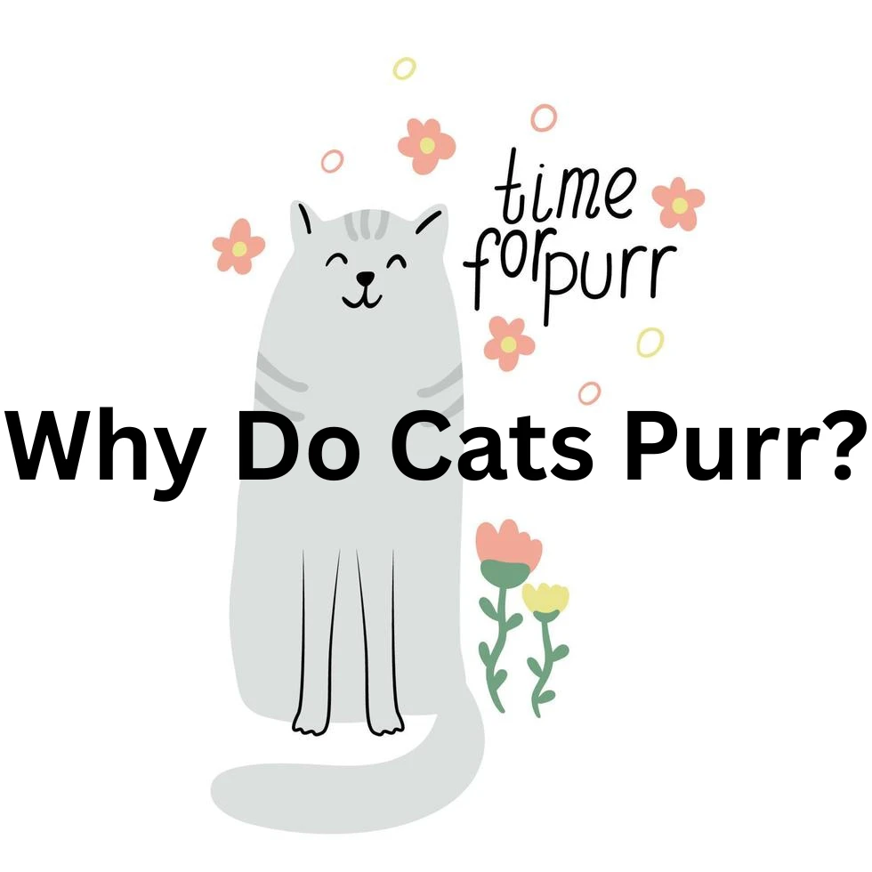 “Why Do Cats Purr?