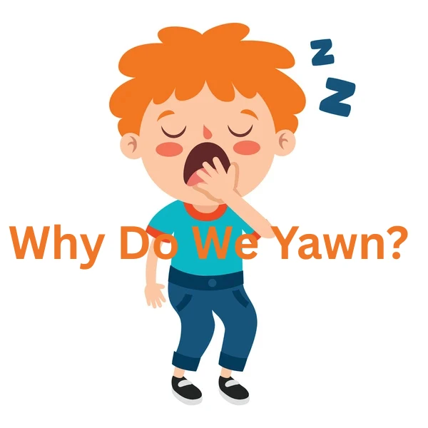 Why Do We Yawn?