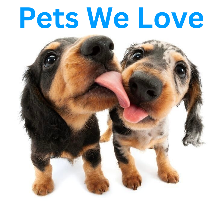Pets We Love and Why They Feel Like Family